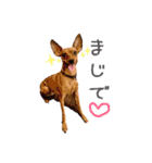 Lovely Pet Dogs 2（個別スタンプ：14）