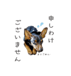 Lovely Pet Dogs 2（個別スタンプ：17）