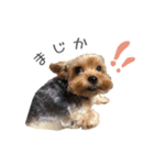 Lovely Pet Dogs 2（個別スタンプ：18）