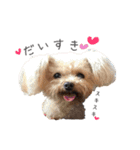Lovely Pet Dogs 2（個別スタンプ：20）