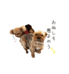 Lovely Pet Dogs 2（個別スタンプ：21）