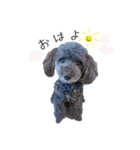Lovely Pet Dogs 2（個別スタンプ：22）