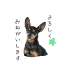 Lovely Pet Dogs 2（個別スタンプ：23）