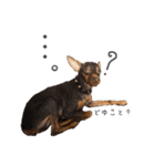 Lovely Pet Dogs 2（個別スタンプ：24）