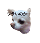 白チワワ ピノ子さん（個別スタンプ：2）