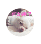 白チワワ ピノ子さん（個別スタンプ：3）