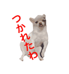 白チワワ ピノ子さん（個別スタンプ：5）