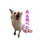 白チワワ ピノ子さん（個別スタンプ：6）