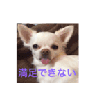 白チワワ ピノ子さん（個別スタンプ：9）