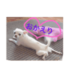 白チワワ ピノ子さん（個別スタンプ：10）