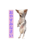 白チワワ ピノ子さん（個別スタンプ：11）