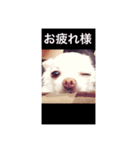 白チワワ ピノ子さん（個別スタンプ：13）