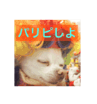 白チワワ ピノ子さん（個別スタンプ：14）
