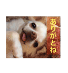 白チワワ ピノ子さん（個別スタンプ：15）