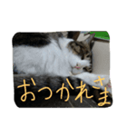 aoinyan（個別スタンプ：2）