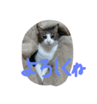 aoinyan（個別スタンプ：6）