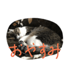 aoinyan（個別スタンプ：11）