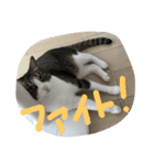 aoinyan（個別スタンプ：12）