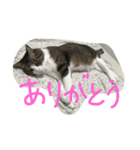 aoinyan（個別スタンプ：14）