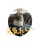 aoinyan（個別スタンプ：16）