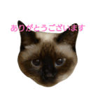 うちの可愛い娘ココ（個別スタンプ：5）