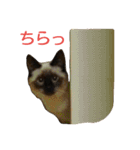 うちの可愛い娘ココ（個別スタンプ：16）