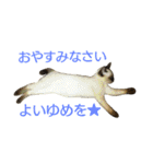 うちの可愛い娘ココ（個別スタンプ：18）