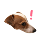 犬のらんちゃん（個別スタンプ：2）