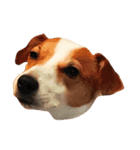 犬のらんちゃん（個別スタンプ：3）