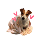 犬のらんちゃん（個別スタンプ：4）