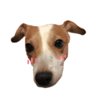 犬のらんちゃん（個別スタンプ：5）