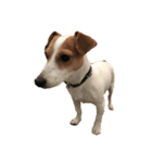 犬のらんちゃん（個別スタンプ：6）