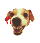 犬のらんちゃん（個別スタンプ：7）