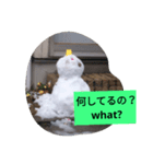 snow daruma（個別スタンプ：6）