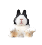 ダッチうさぎのえんちゃん（個別スタンプ：6）