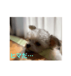 ヒナちゃん その1（個別スタンプ：3）