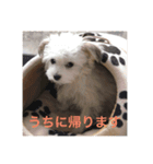 ヒナちゃん その1（個別スタンプ：5）