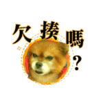 ポメラニアン-ニウエ（個別スタンプ：2）