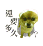ポメラニアン-ニウエ（個別スタンプ：3）