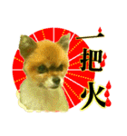 ポメラニアン-ニウエ（個別スタンプ：4）