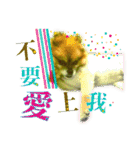 ポメラニアン-ニウエ（個別スタンプ：8）