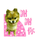 ポメラニアン-ニウエ（個別スタンプ：10）