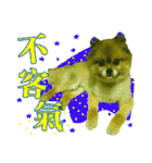 ポメラニアン-ニウエ（個別スタンプ：11）