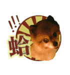 ポメラニアン-ニウエ（個別スタンプ：14）