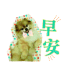 ポメラニアン-ニウエ（個別スタンプ：17）