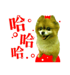 ポメラニアン-ニウエ（個別スタンプ：19）