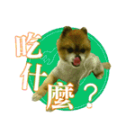 ポメラニアン-ニウエ（個別スタンプ：21）