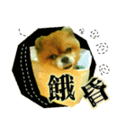 ポメラニアン-ニウエ（個別スタンプ：22）