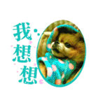 ポメラニアン-ニウエ（個別スタンプ：23）