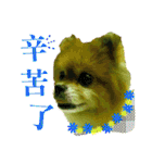 ポメラニアン-ニウエ（個別スタンプ：26）